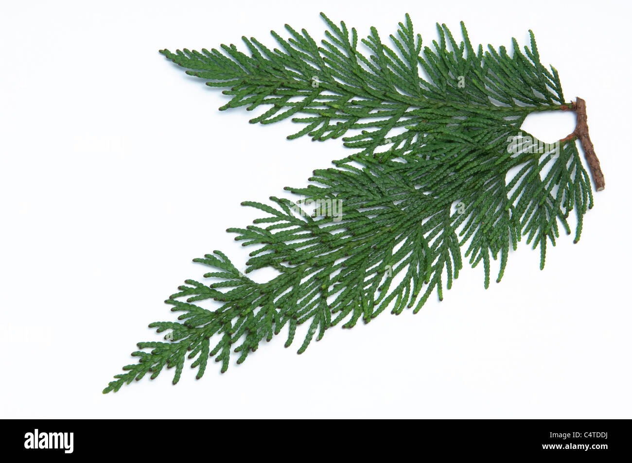 Western Red Cedar (Thuja plicata Excelsa), twig. Studio picture against a white background. Stock Photo