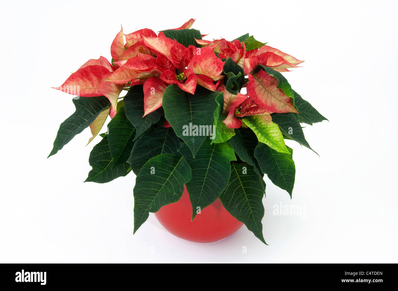 Poinsettia (Euphorbia pulcherrima Premium Ice Crystal). Potted plant. Studio picture against a white background. Stock Photo