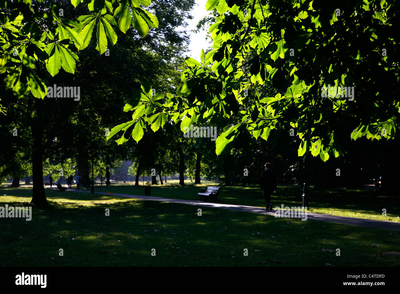 Leaves lit up by the early morning sun on Clapham Common Northside, Clapham, London, UK Stock Photo