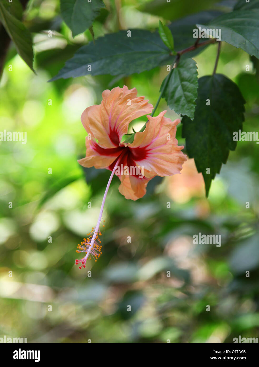 Flor de jamaica hi-res stock photography and images - Alamy