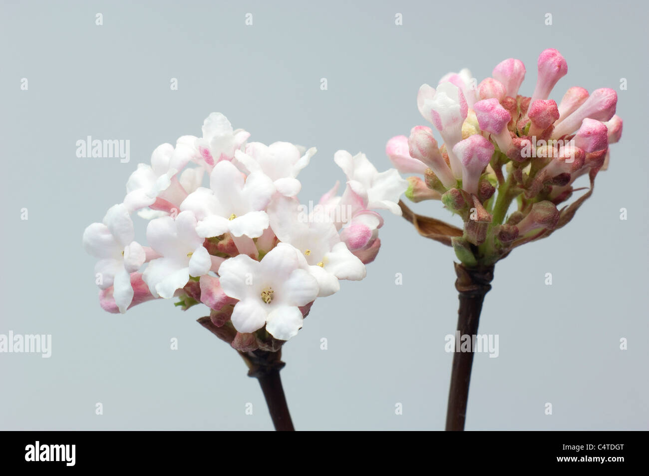 Goose (Viburnum x bodnantense Dawn), flowering twigs. Studio picture against a white background. Stock Photo