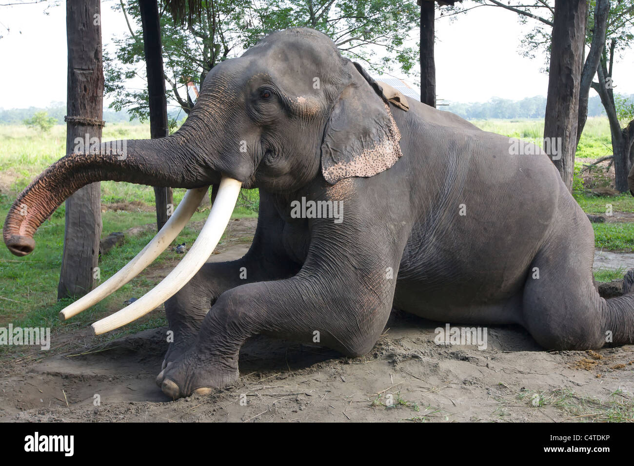 Elephant kneeling on ground Stock Photo