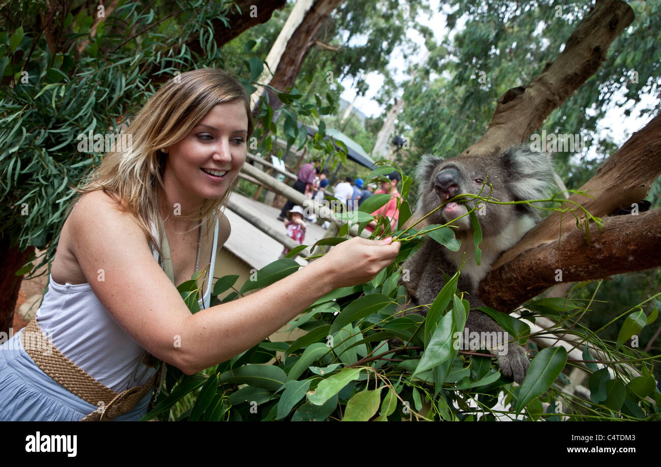 Visitors with koalas at Healesville Sanctuary, Victoria, Australia