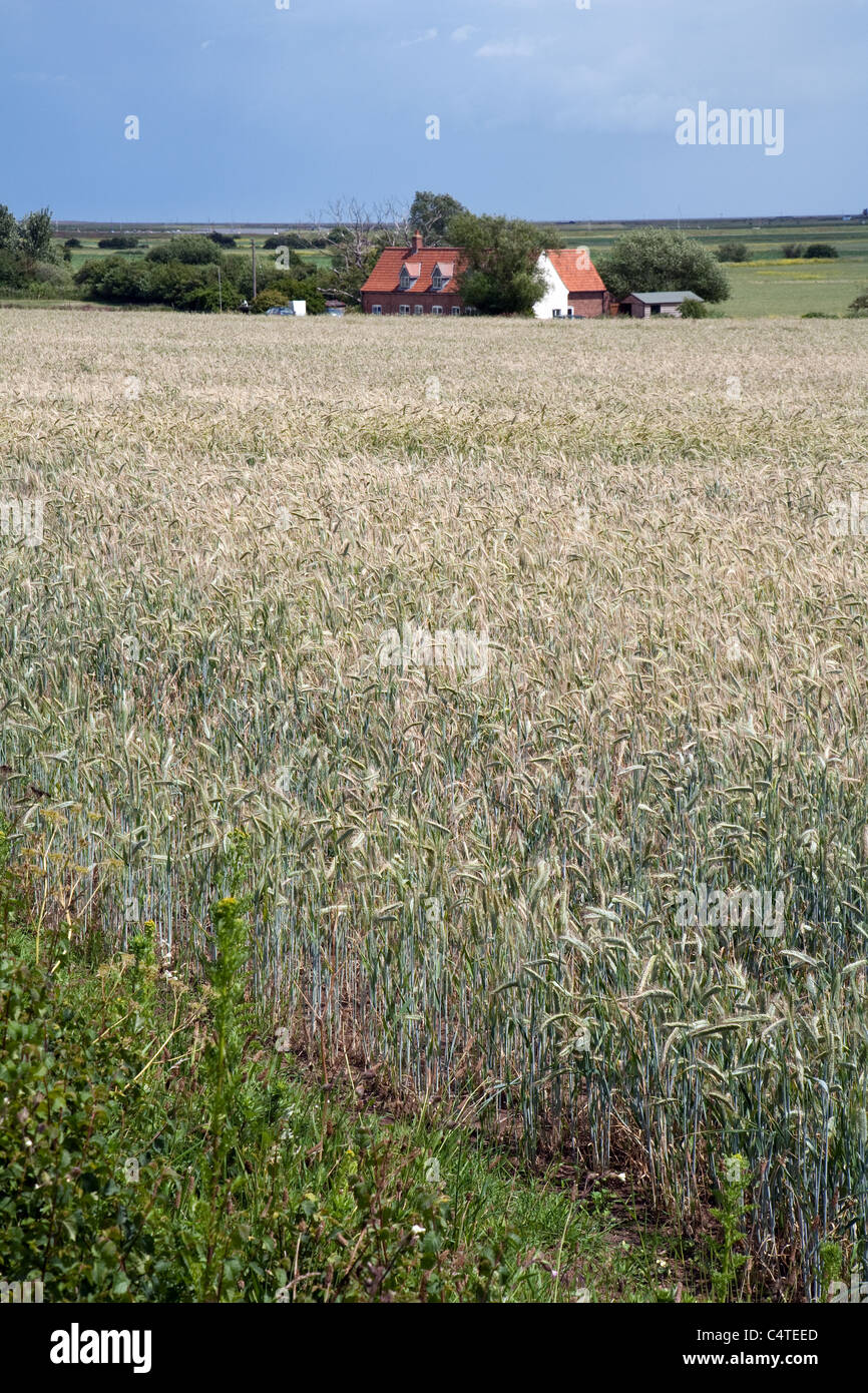 A field of barley on a farm in Orford Suffolk UK Stock Photo