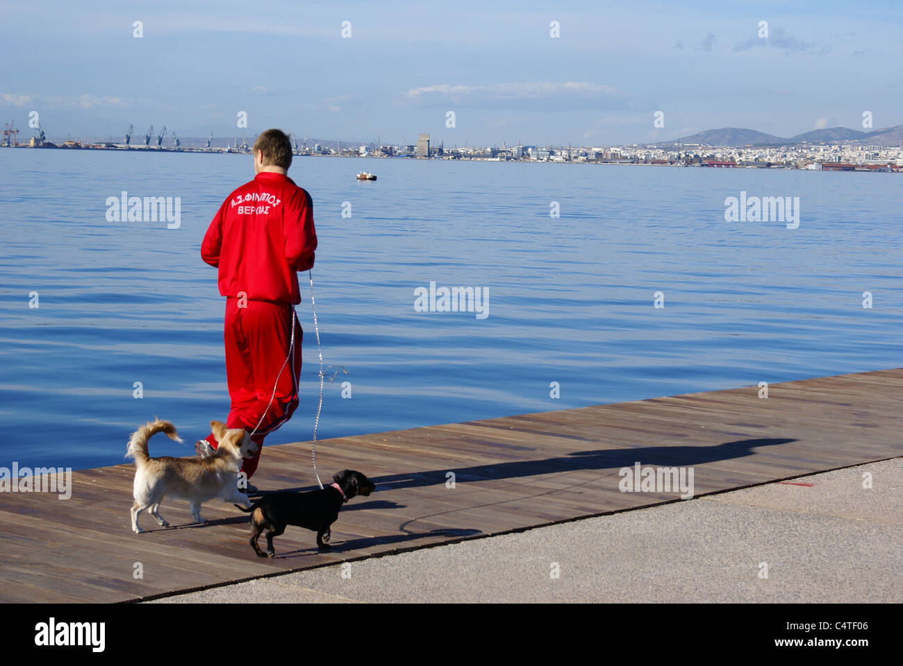Man running with dogs Stock Photo Alamy