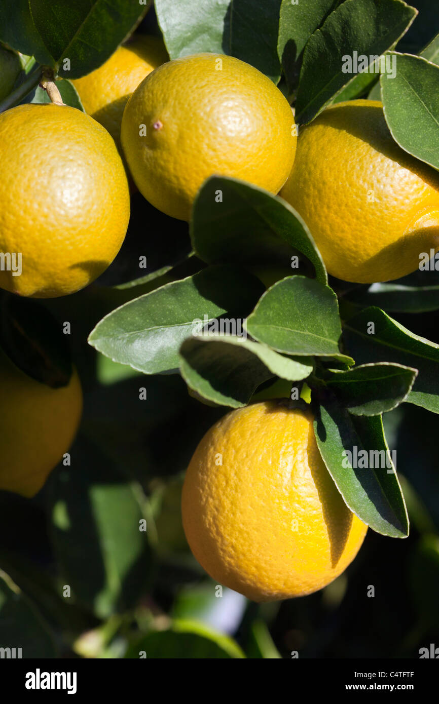 Lemons, Portola, San Francisco, California, USA Stock Photo Alamy
