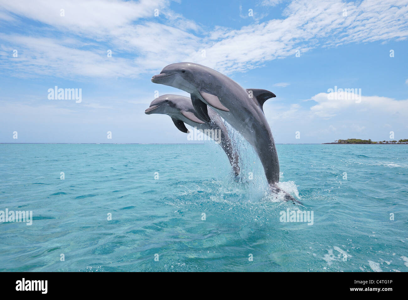 Common Bottlenose Dolphins Jumping out of Water, Caribbean Sea, Roatan, Bay Islands, Honduras