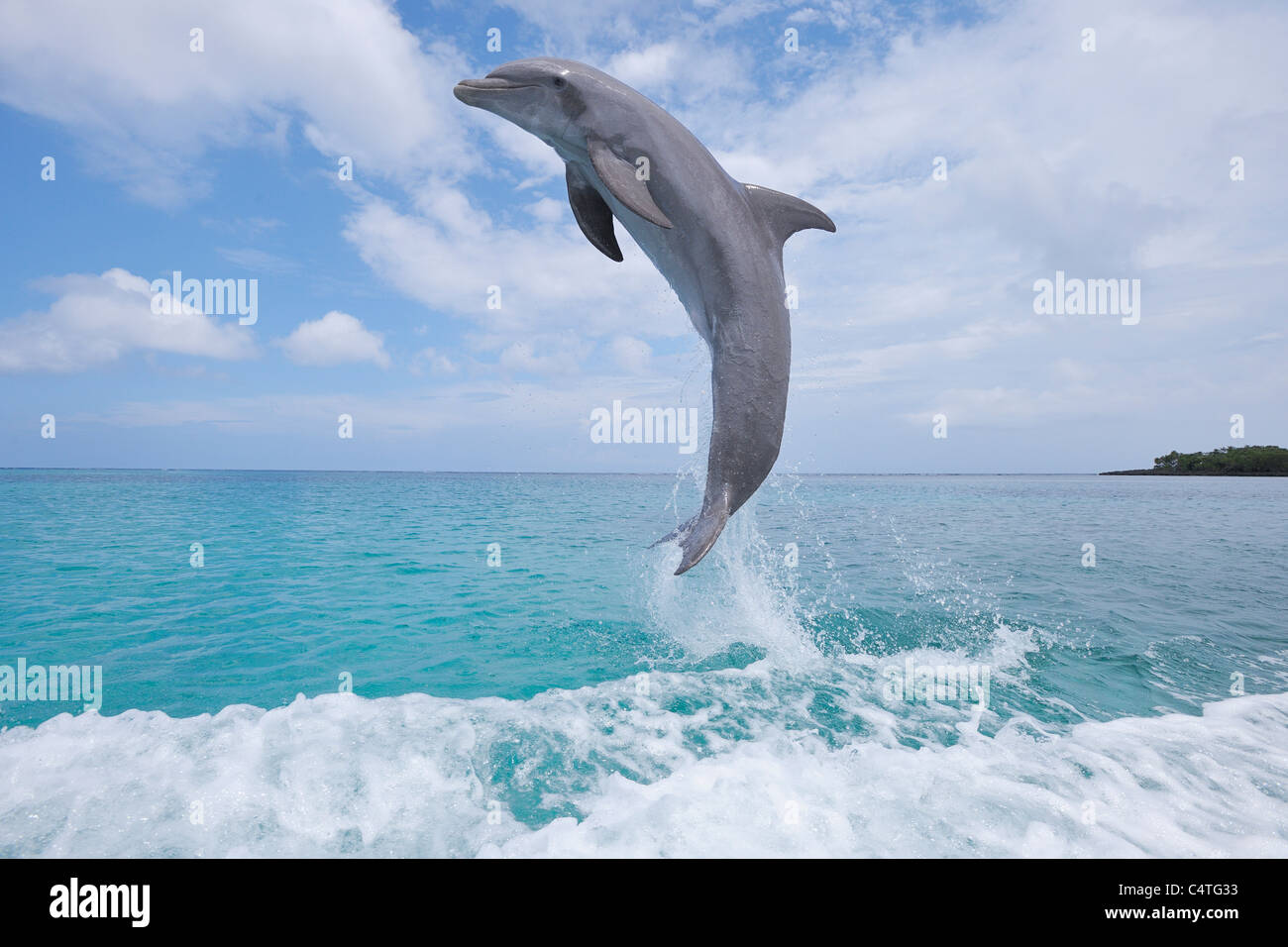 Common Bottlenose Dolphin Jumping Out Of Water Caribbean Sea Roatan Common Bottlenose Dolphin Jumping Out Of Water Caribbean Sea Roatan C4TG33