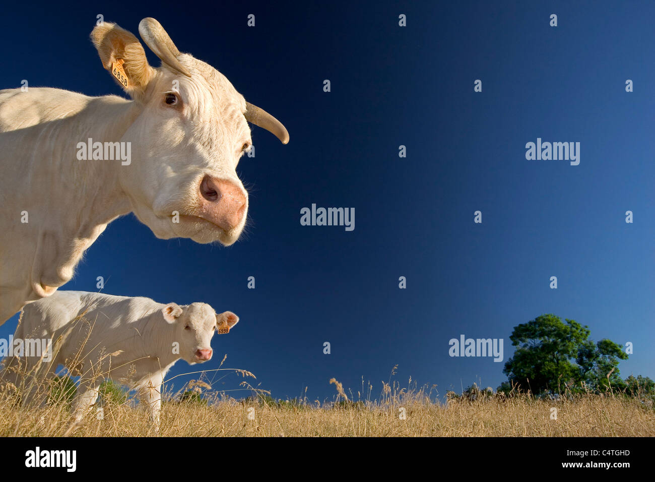 Low Angle Shot Of A Charolais Cow And Its Calf France Portrait En Contre Plongee D Une Vache Charolaise Et De Son Veau Stock Photo Alamy