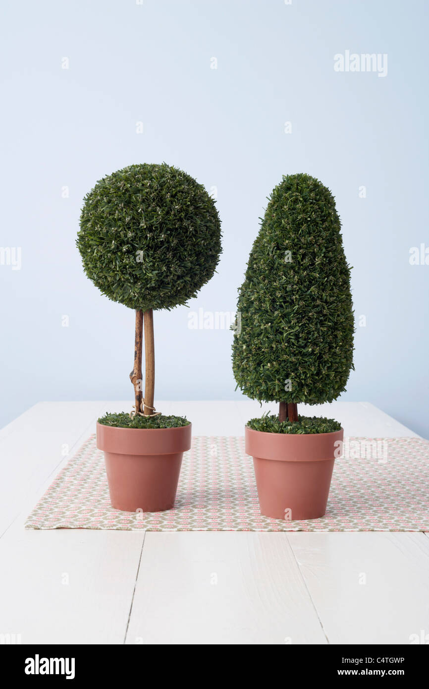 Small Potted Plants Stock Photo Alamy