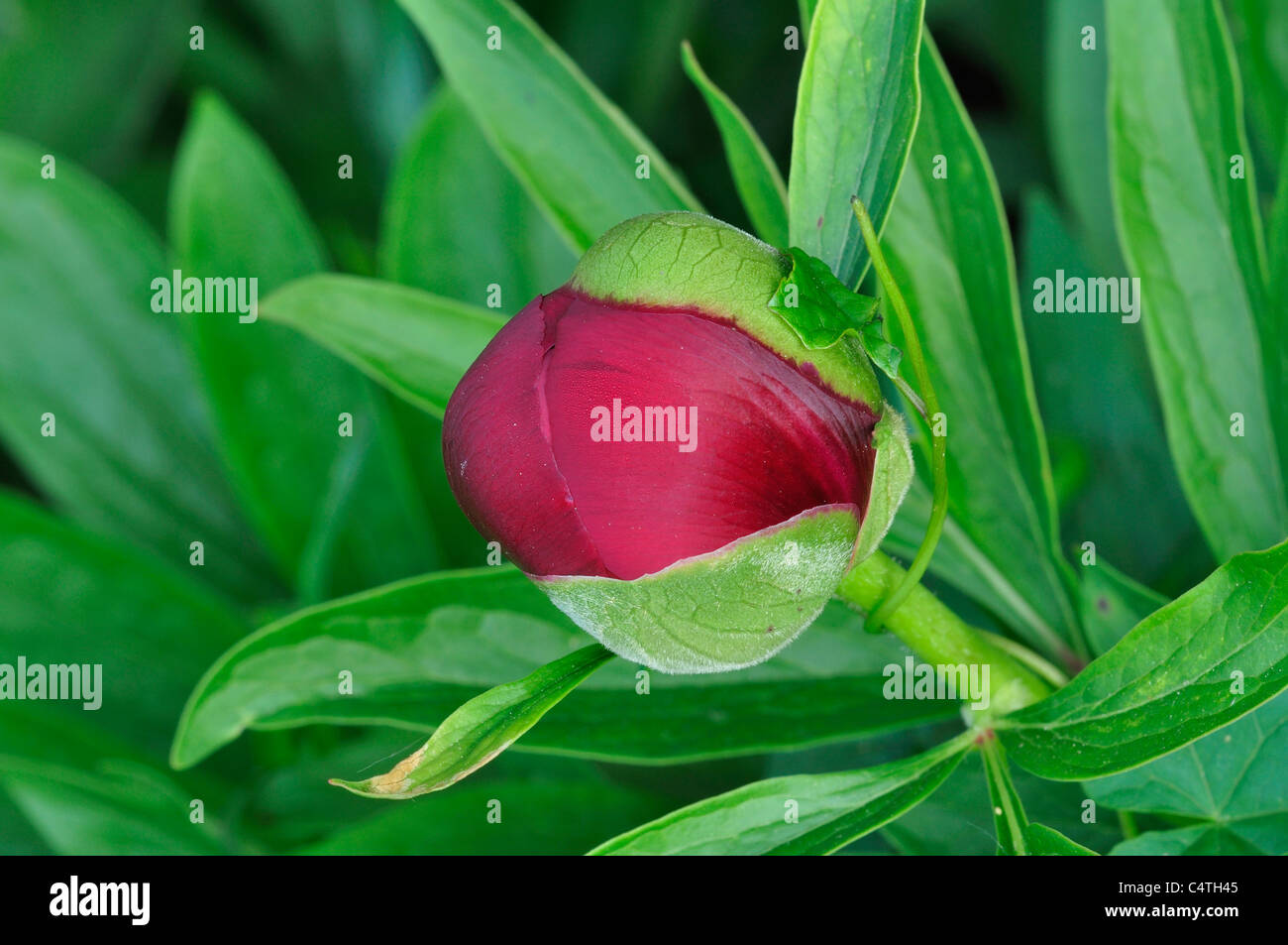 The Beautiful Bud Of A Crimson Peony Flower Uk Stock Photo Alamy The Beautiful Bud Of A Crimson Peony Flower Uk Stock Photo Alamy