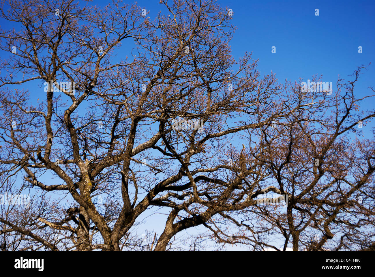 branches of tall trees against the blue sky Stock Photo - Alamy