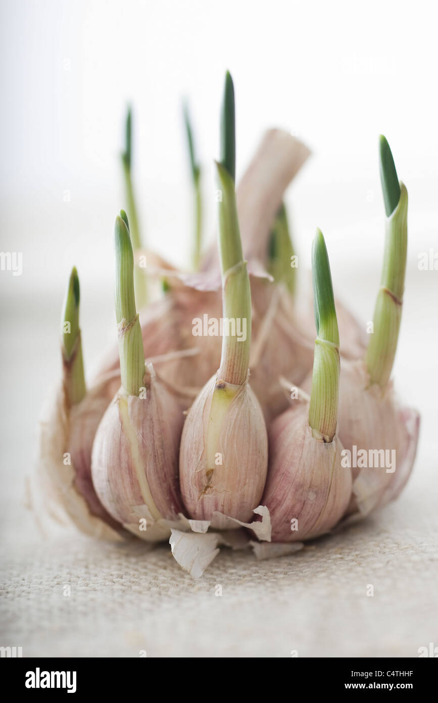 Sprouting garlic Stock Photo