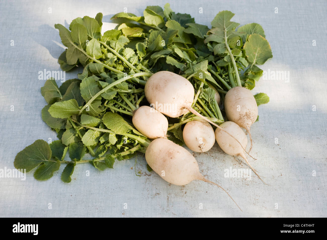 White Radish Stock Photos & White Radish Stock Images Alamy
