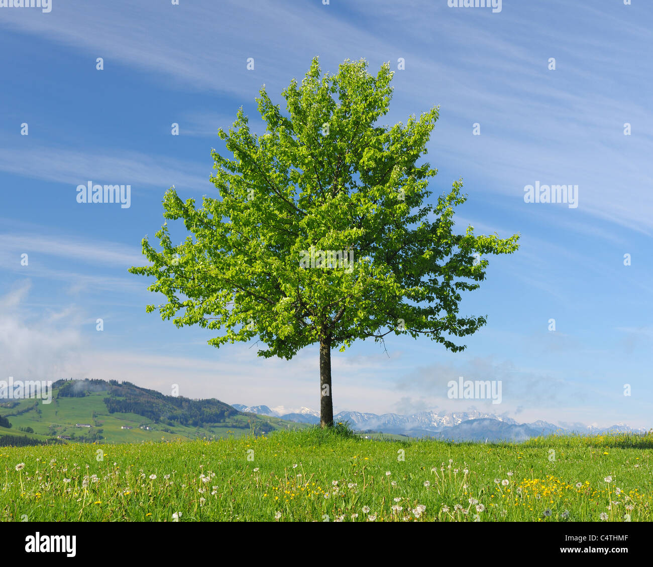 Spring tree hi-res stock photography and images - Alamy