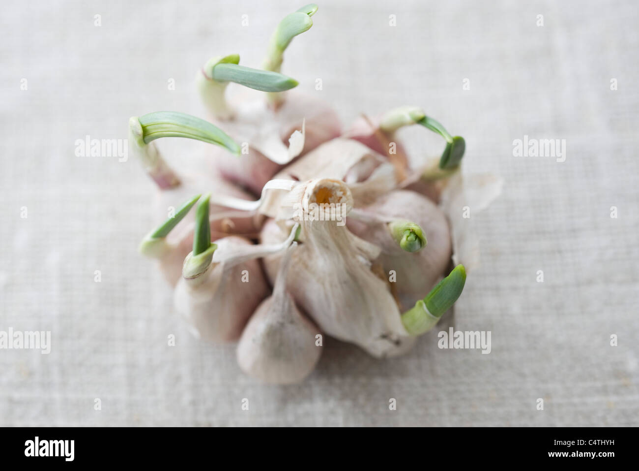 Garlic Head Sprouting High Resolution Stock Photography and Images Alamy