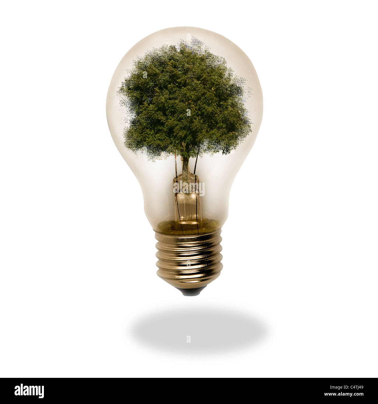 Tree inside of clear light bulb Stock Photo