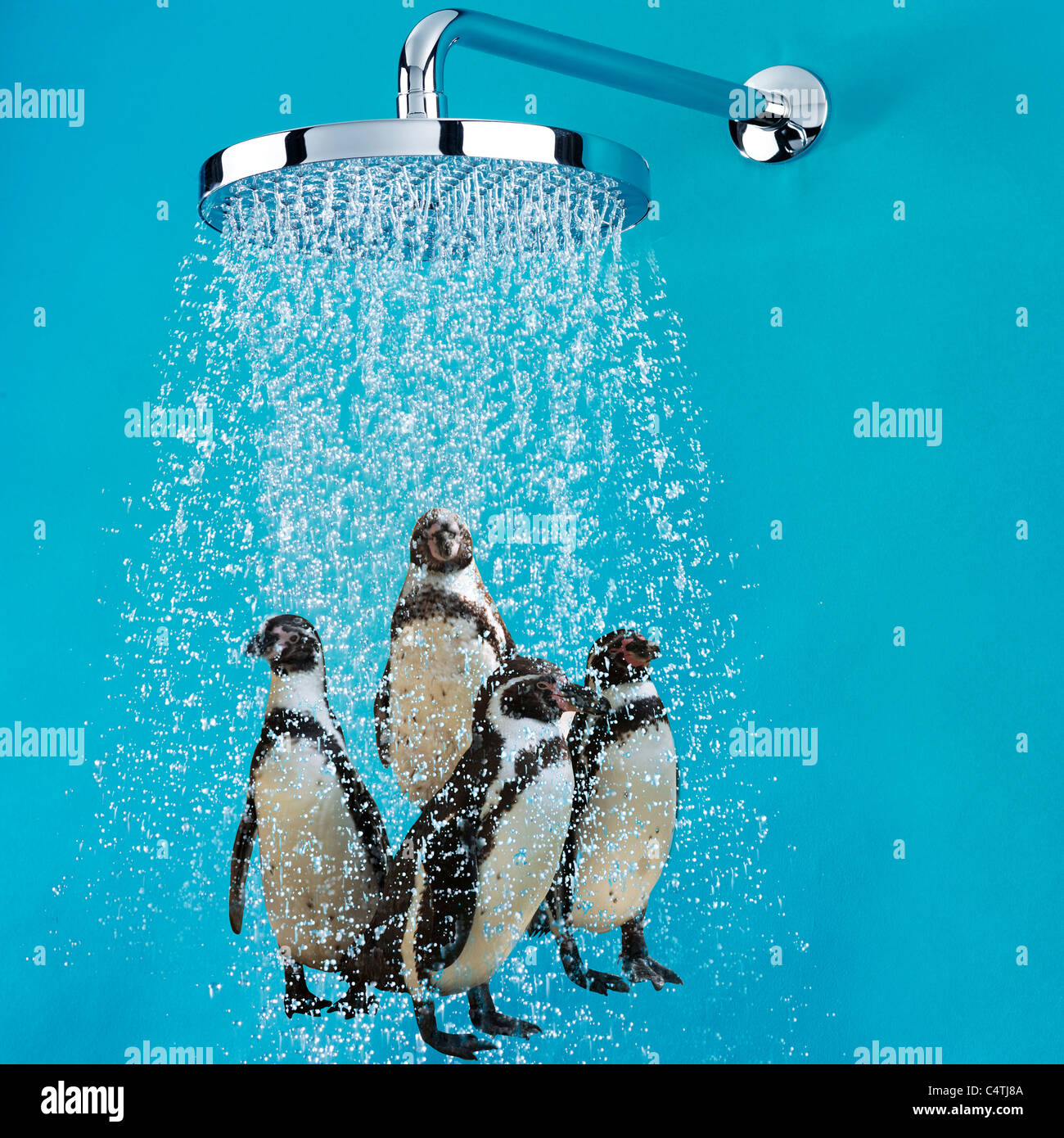 Penguins under shower Stock Photo