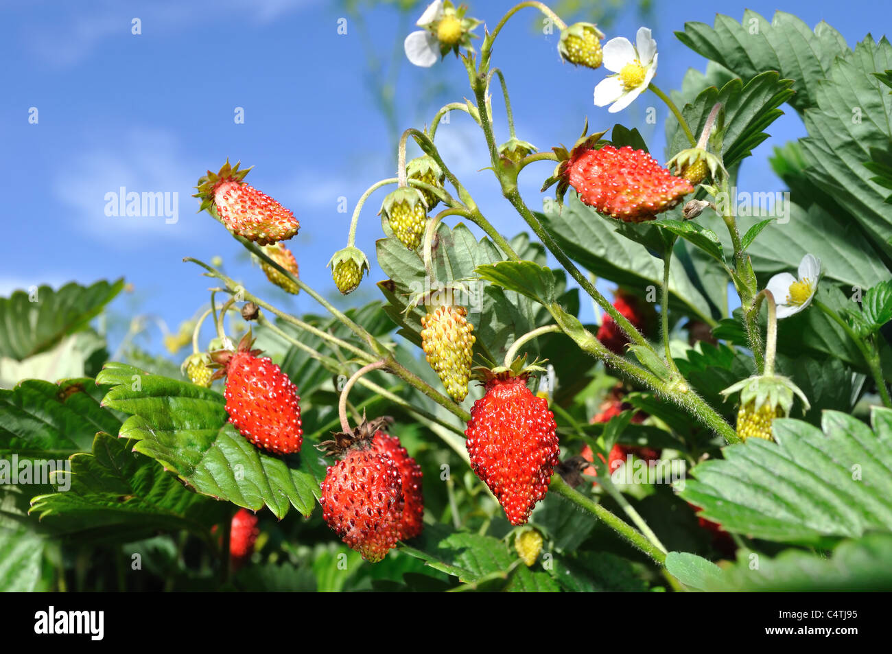 close-up of the fresh wild strawberry Stock Photo - Alamy