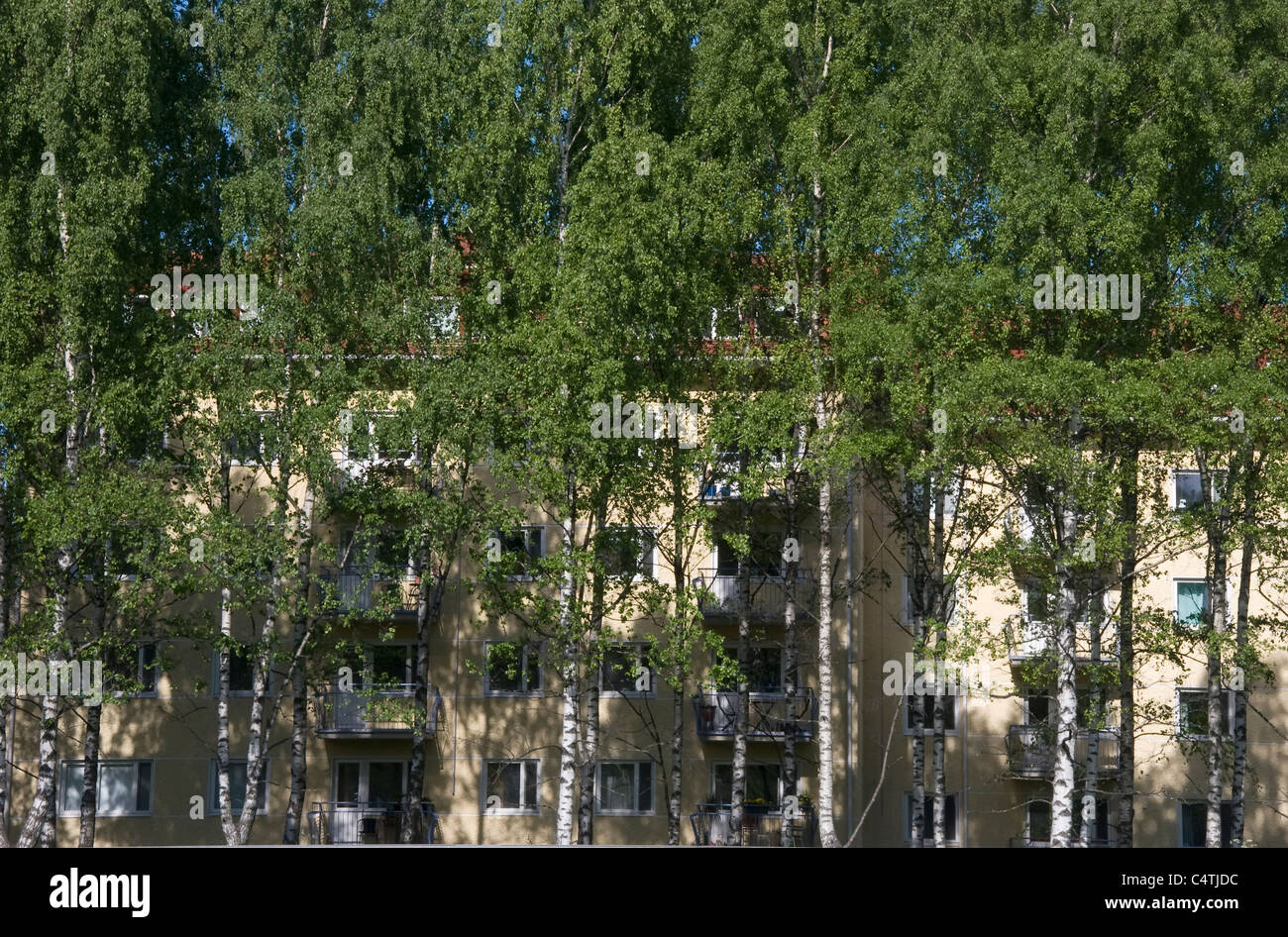 Apartment house behind birch trees in Oulu Finland Stock Photo Alamy