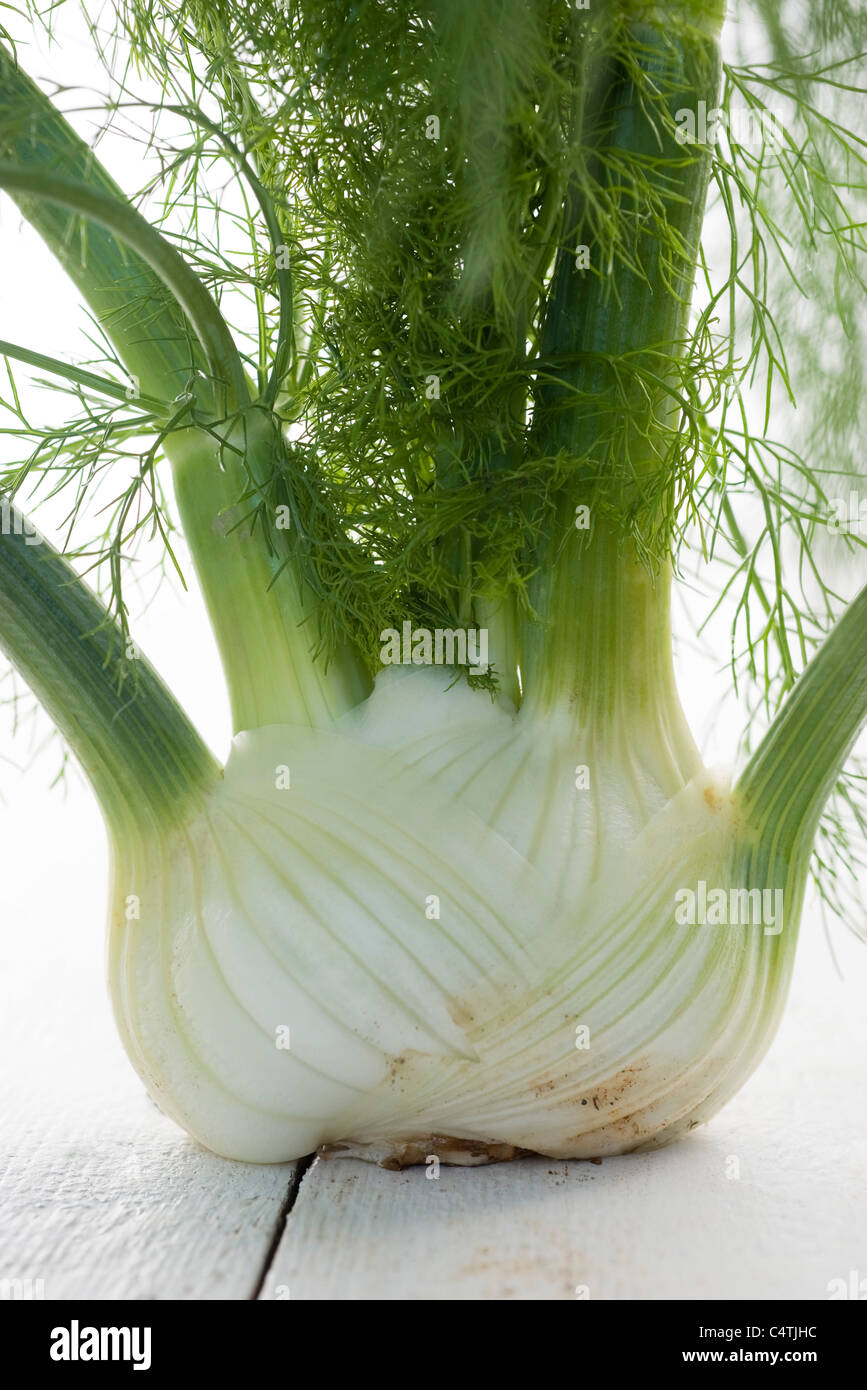 Fresh fennel bulb, closeup Stock Photo Alamy
