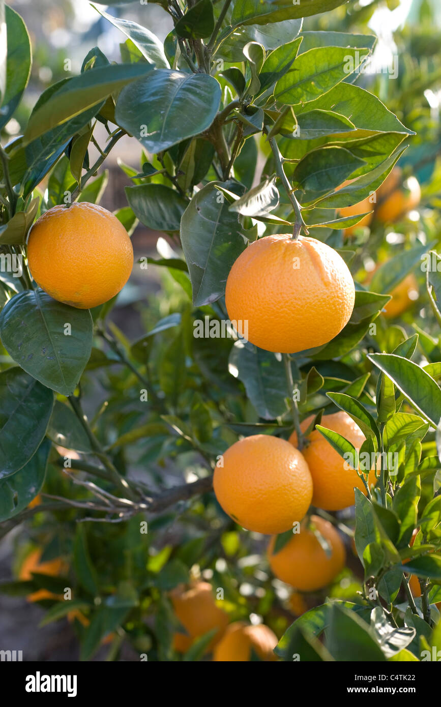 Oranges growing on tree Stock Photo