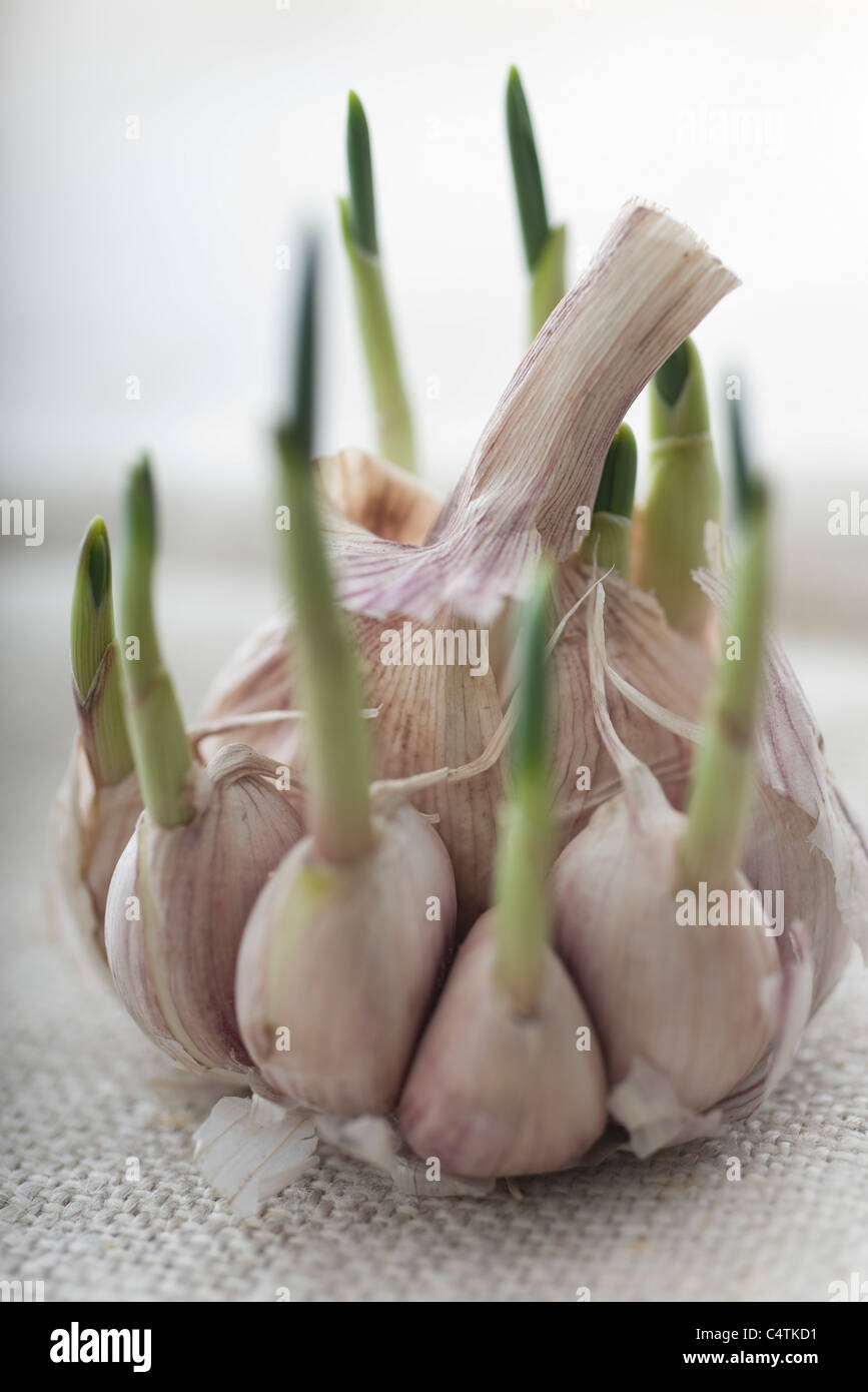 One Clove Of Garlic High Resolution Stock Photography and Images Alamy