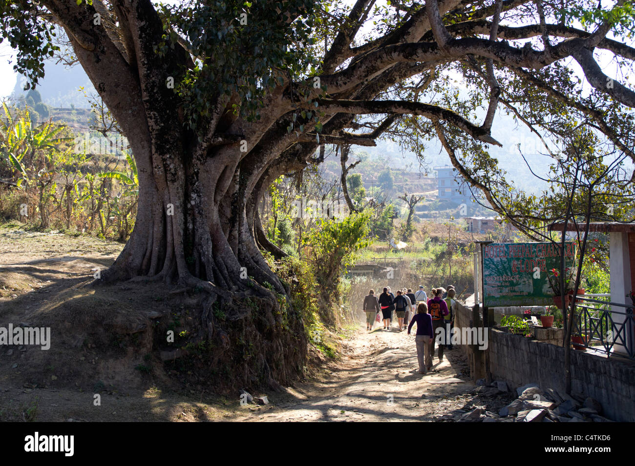 Tourists walking along a huge tree near Bandipur, Western Region, Nepal Stock Photo