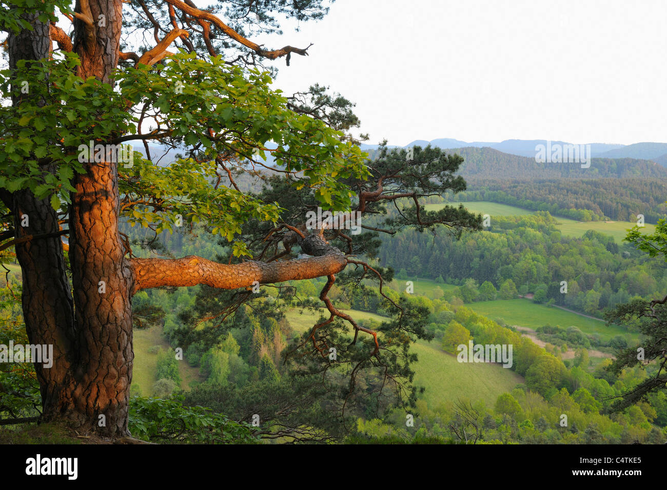Mountain Pine, Hochstein, Dahn, Pfalzerwald, Rhineland-Palatinate, Germany Stock Photo