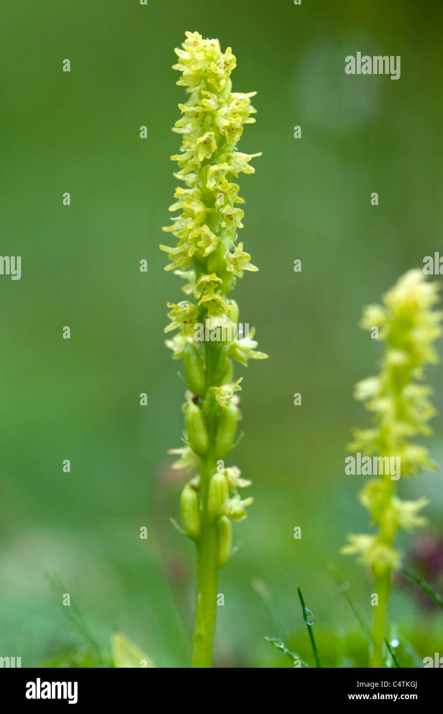 musk orchid Stock Photo