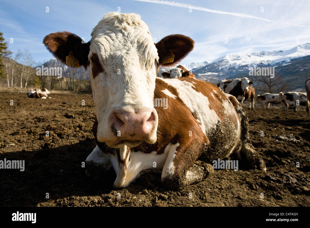 Cow lying down hi-res stock photography and images - Alamy
