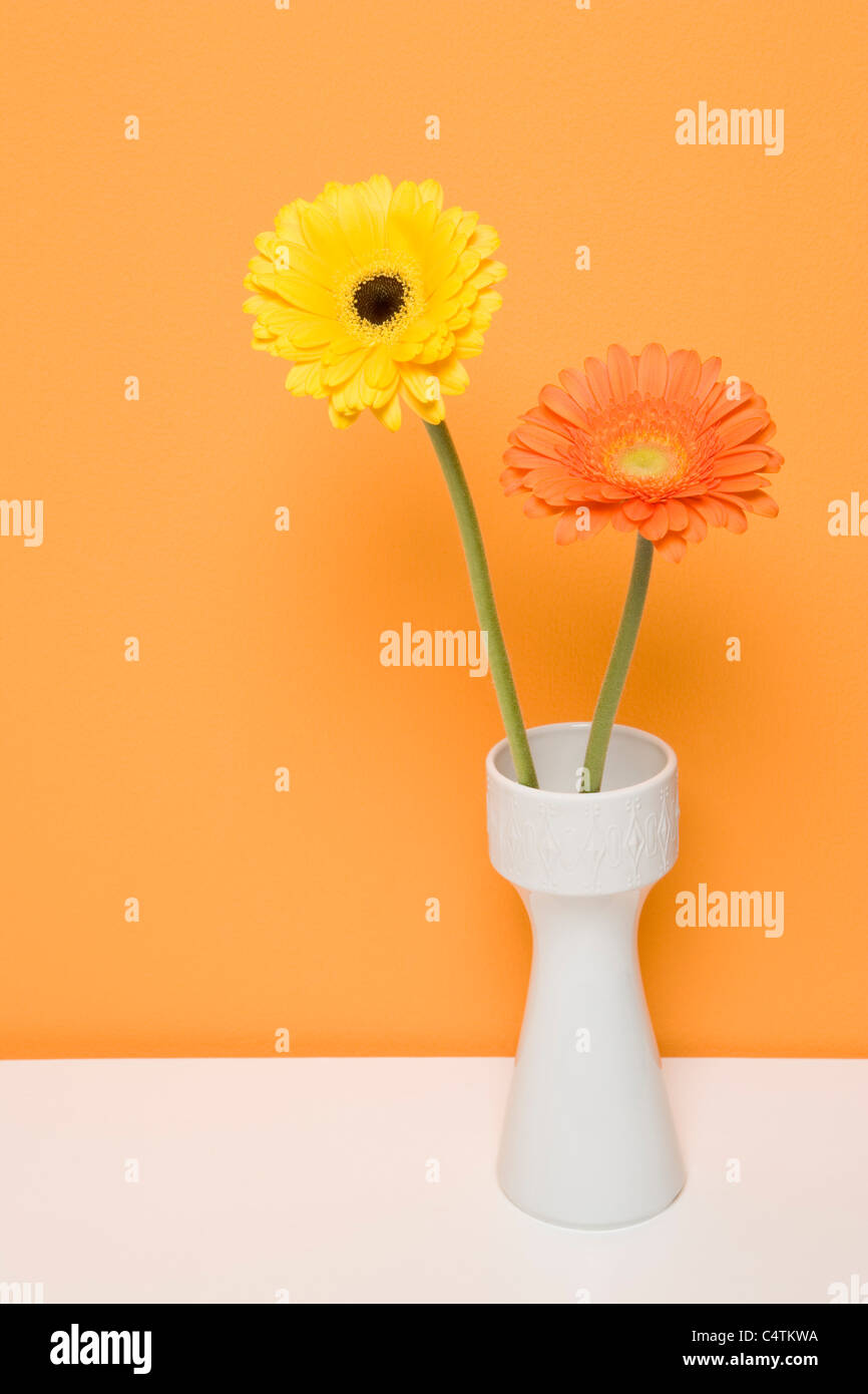 Gerbera Daisies in Vase Stock Photo Alamy