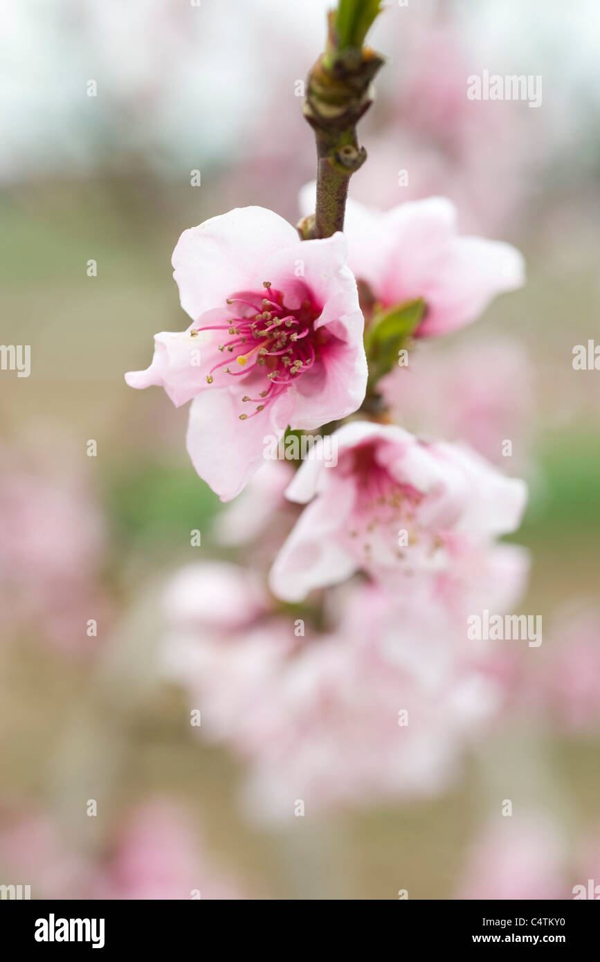 Pink cherry blossoms Stock Photo