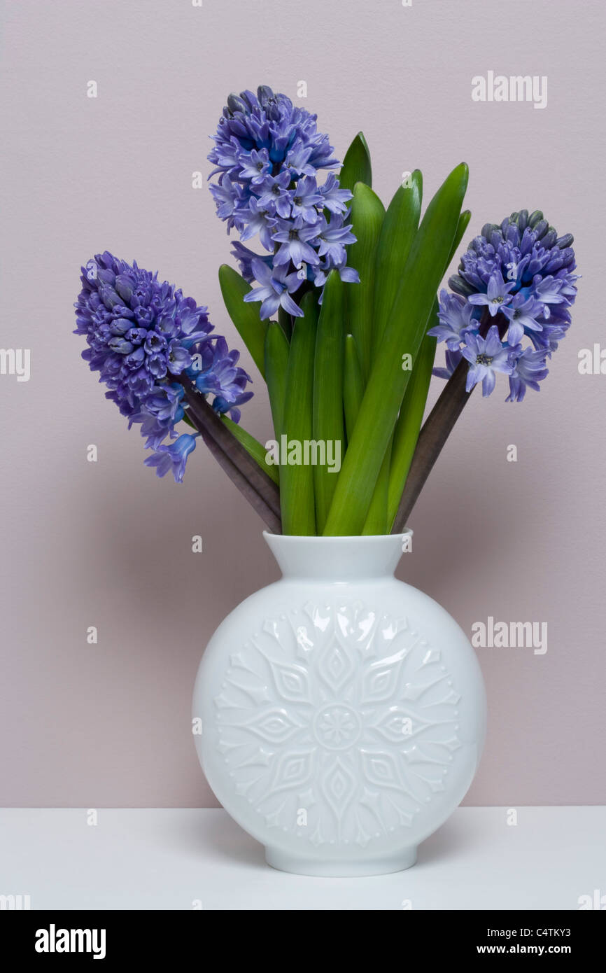 Hyacinths in Vase Stock Photo Alamy