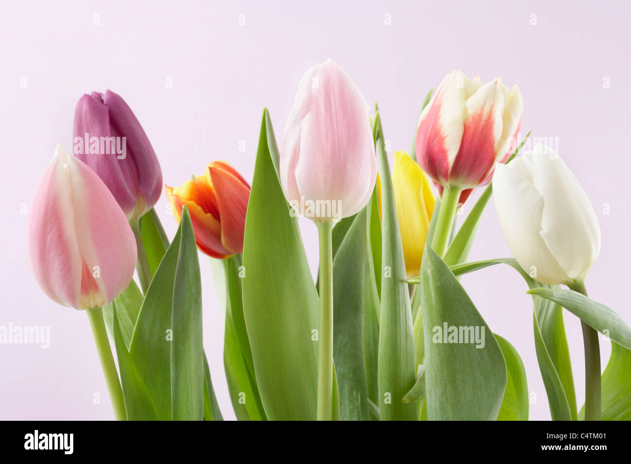 Variety of Tulips Stock Photo