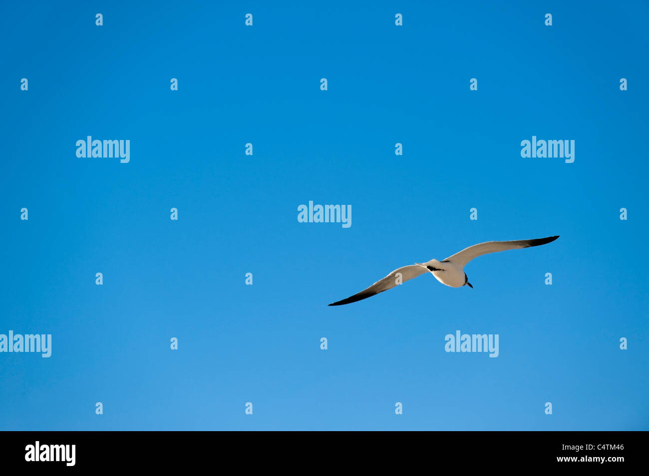 Spring hill florida hires stock photography and images Alamy