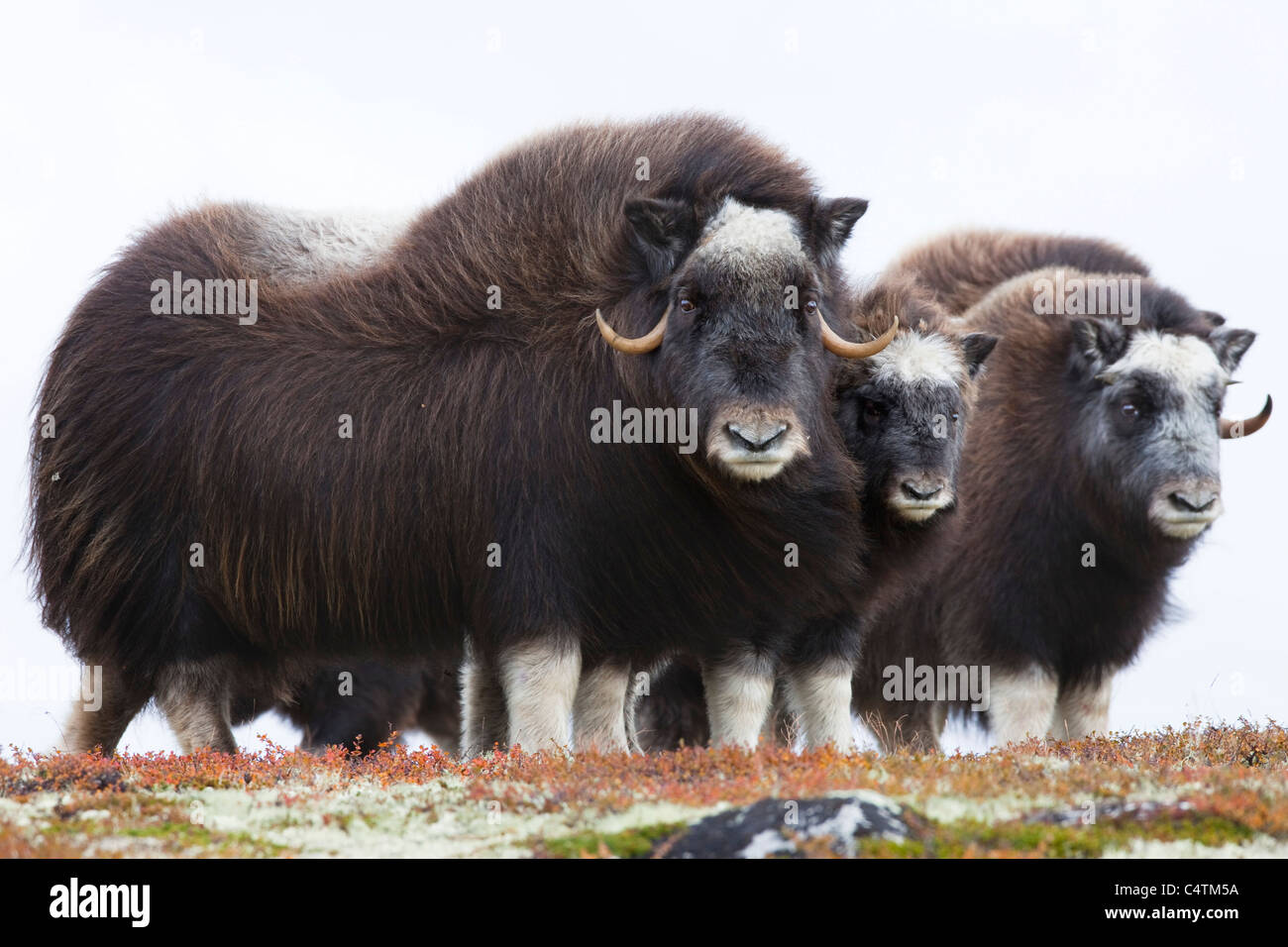 Musk Oxen in Dovrefjell National Park. Norway. Europe Stock Photo - Alamy