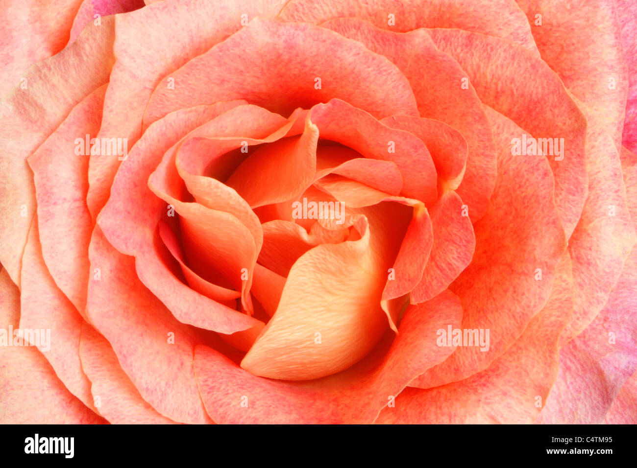 Closeup of pink rose Stock Photo - Alamy