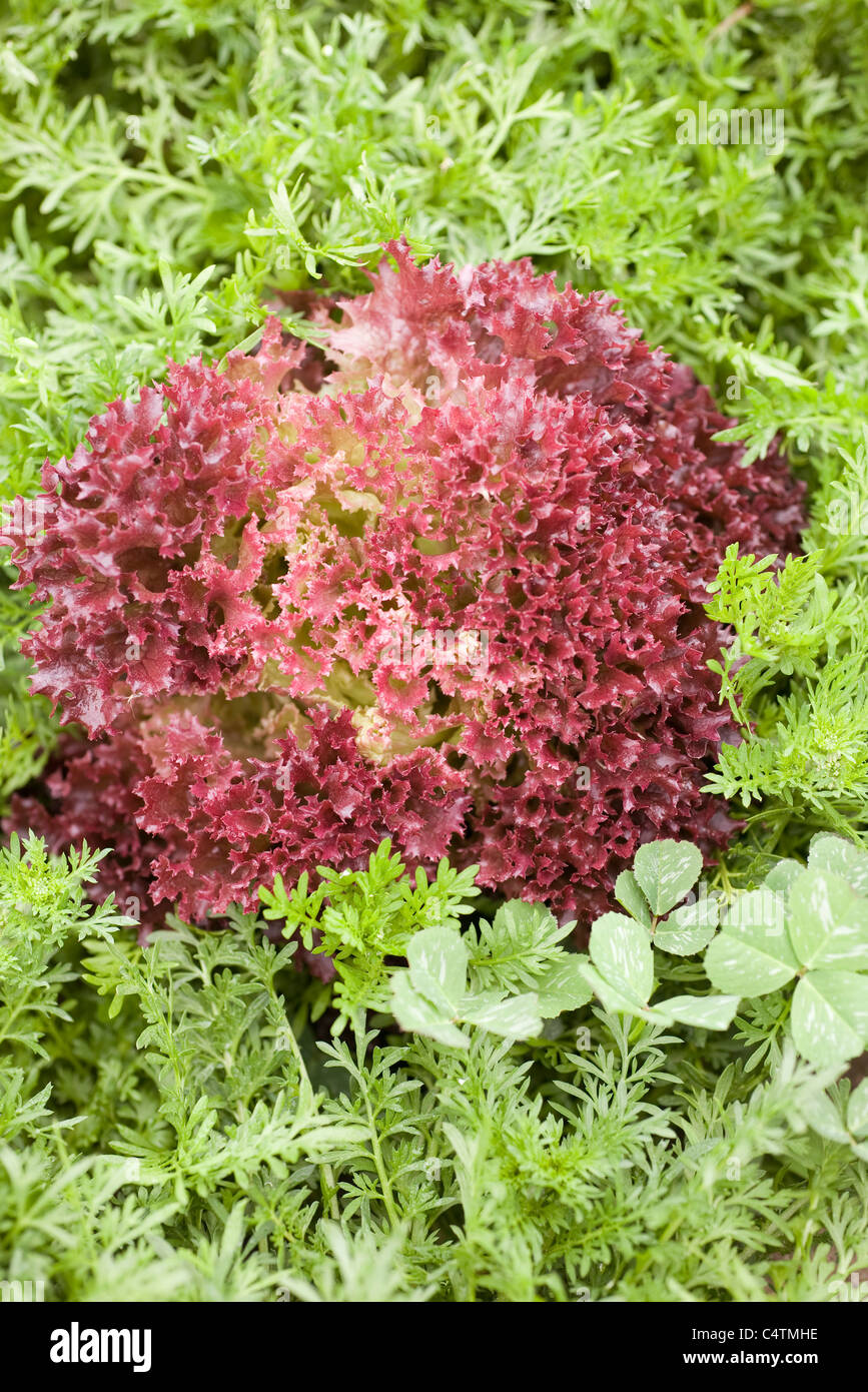 Red lettuce and carrot greens growing in field Stock Photo