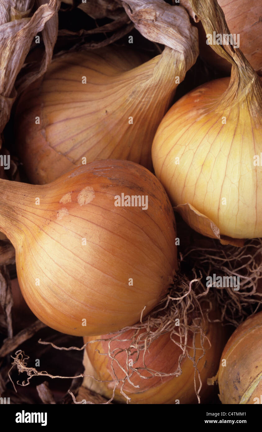 Allium cepa drying hi-res stock photography and images - Alamy