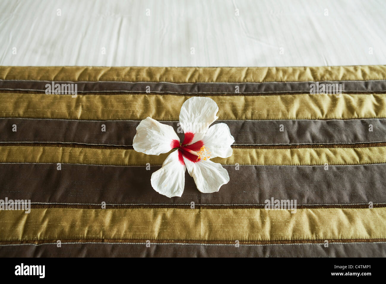 White hibiscus flower head on neatly made bed Stock Photo