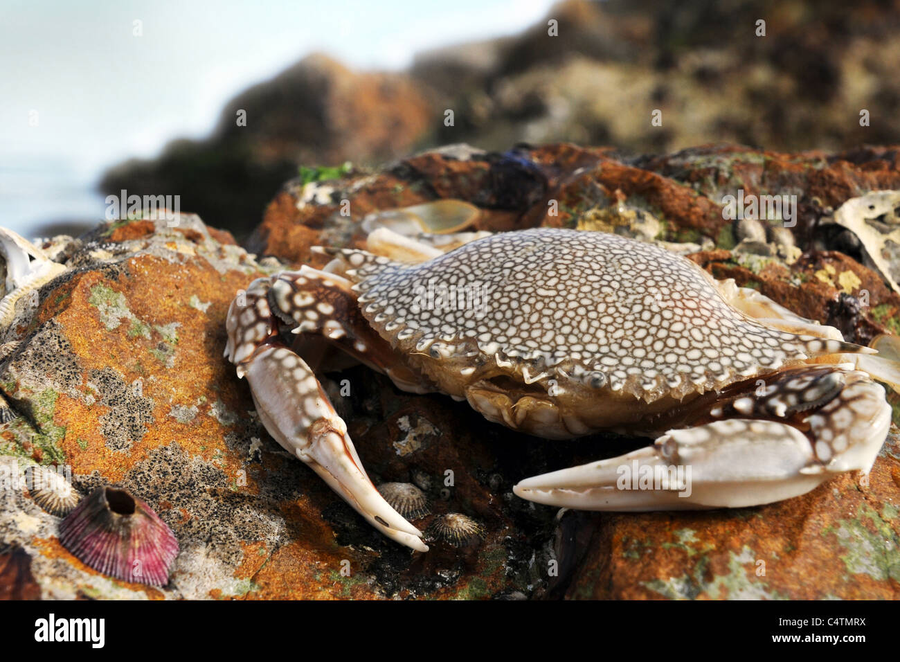 This is a Speckled Crab on the beach at Sunset. It is commonly referred to as the Swimming Crab. Stock Photo