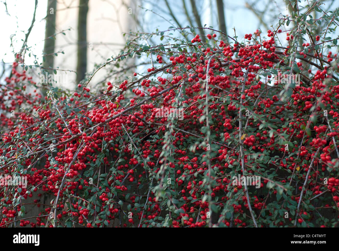 Cotoneaster bush filled with red berries on a cold winter day Stock Photo