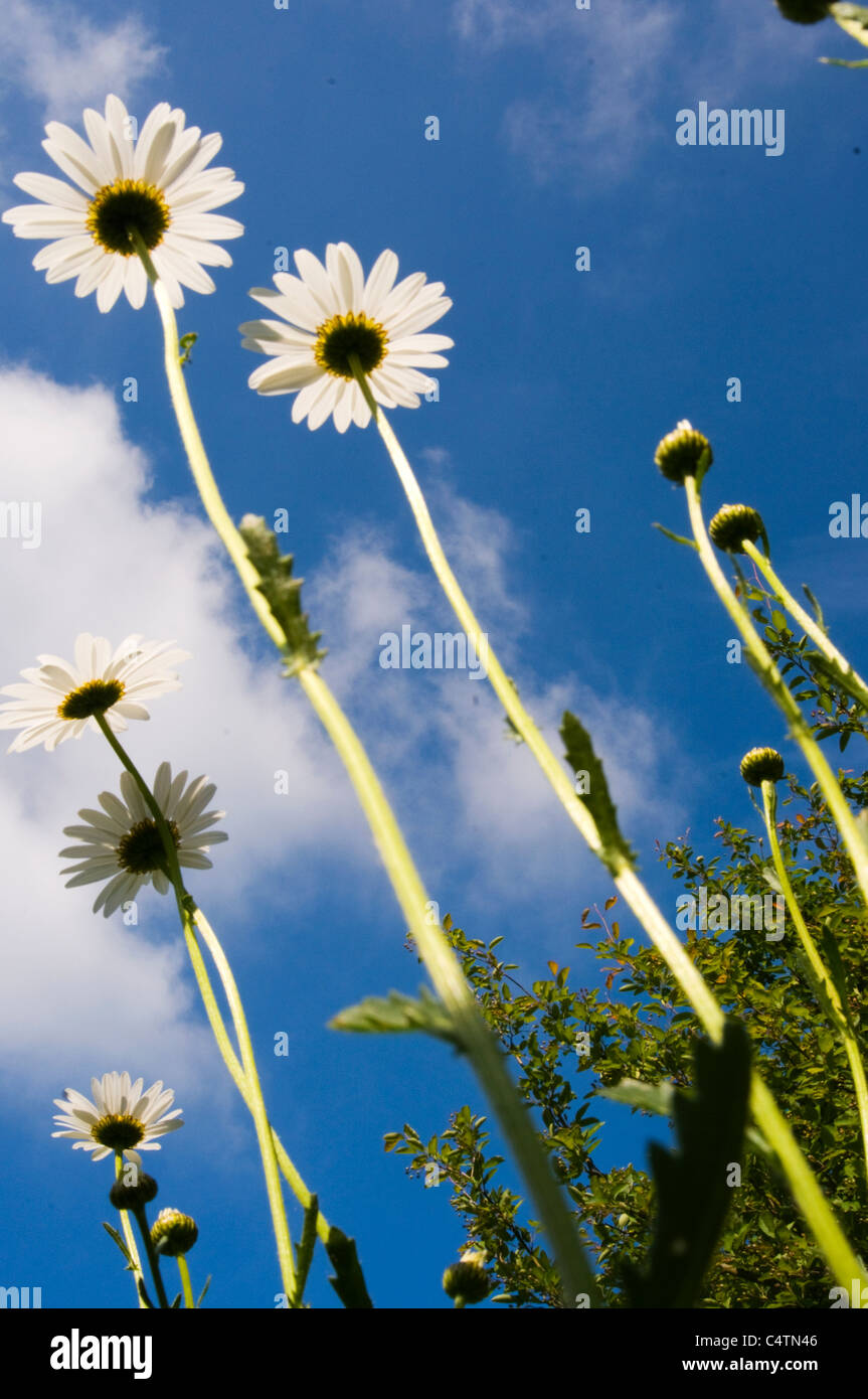 oxeye daisy Stock Photo