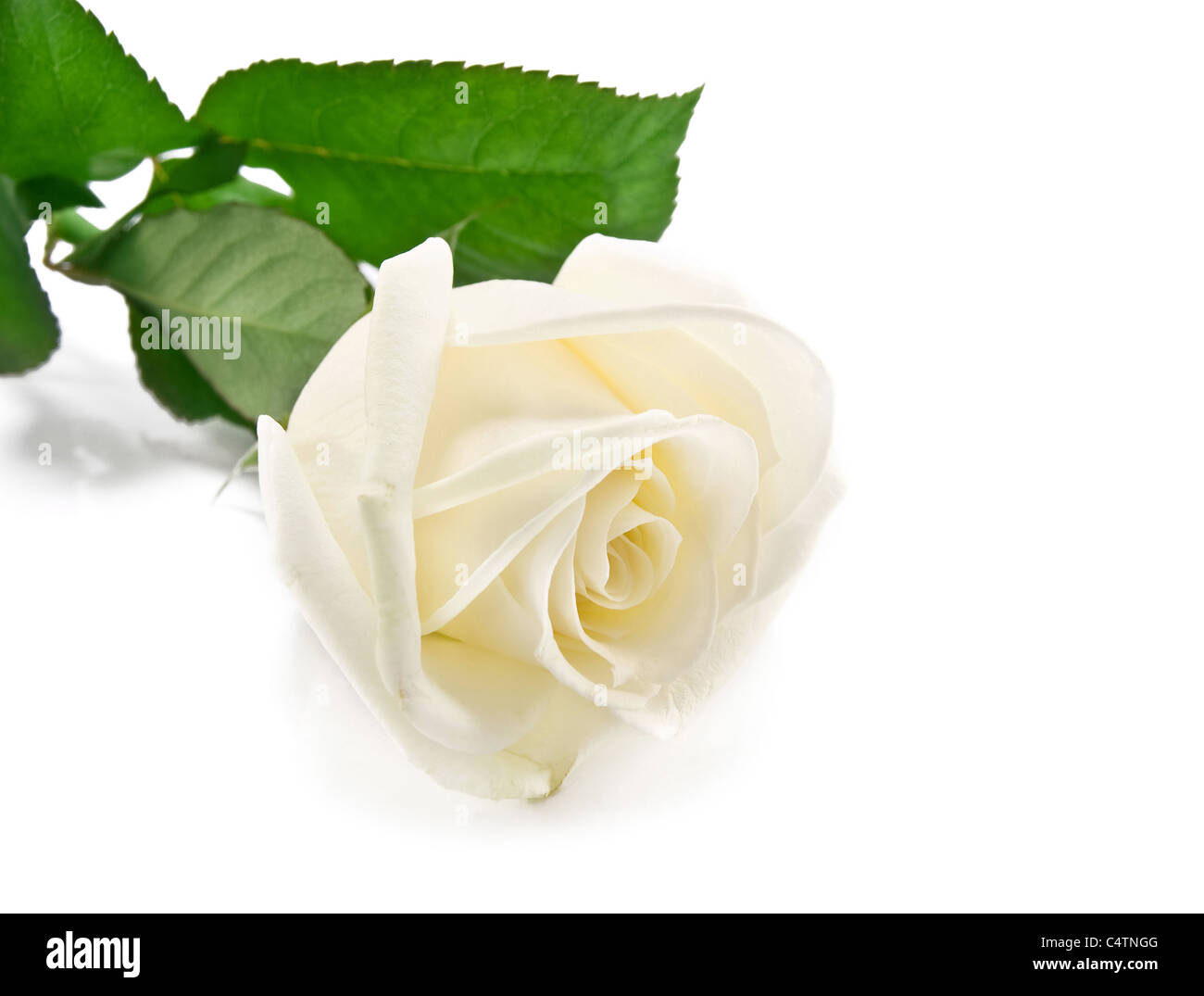 white rose is isolated on a white background Stock Photo - Alamy