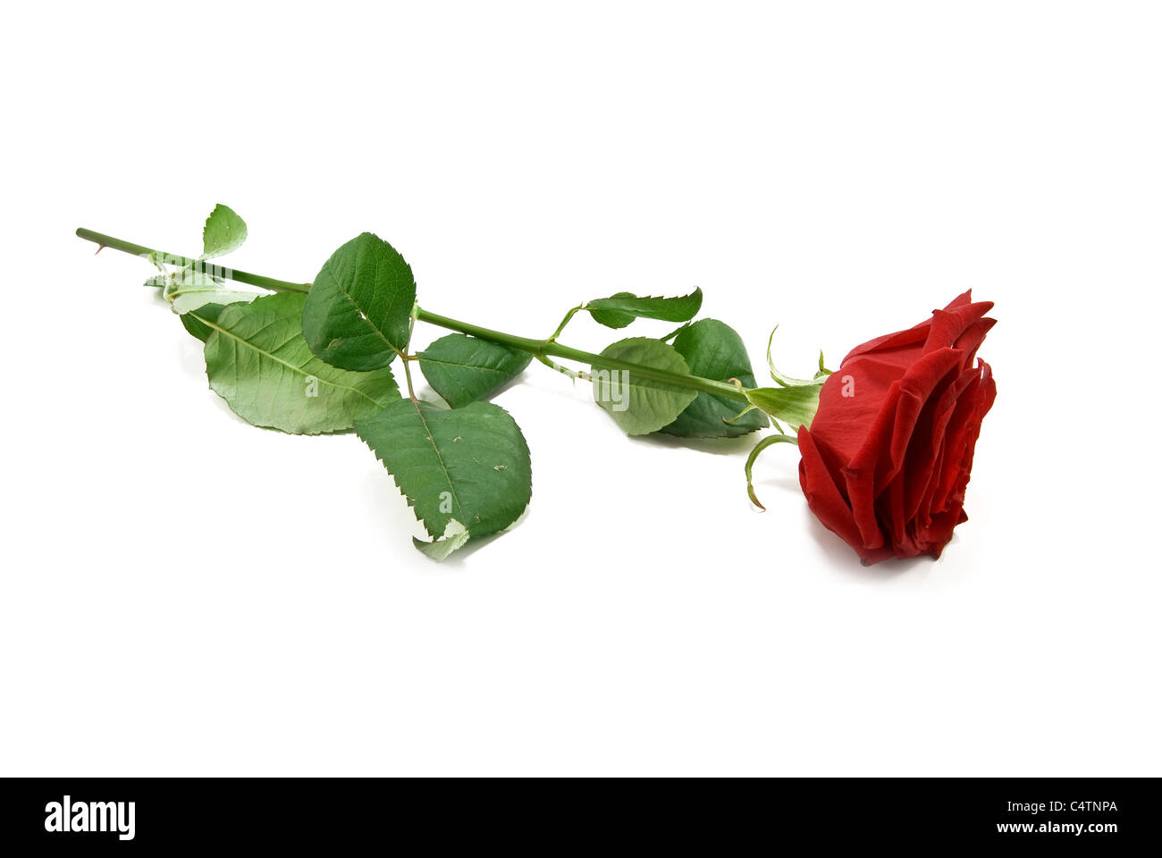 red rose is isolated on white Stock Photo - Alamy