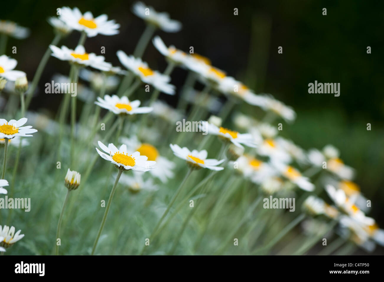 Anthemis punctata ssp cupaniana in flower Stock Photo