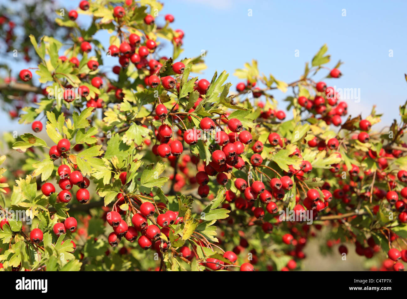 Hawthorn berry and leaf hi-res stock photography and images - Alamy