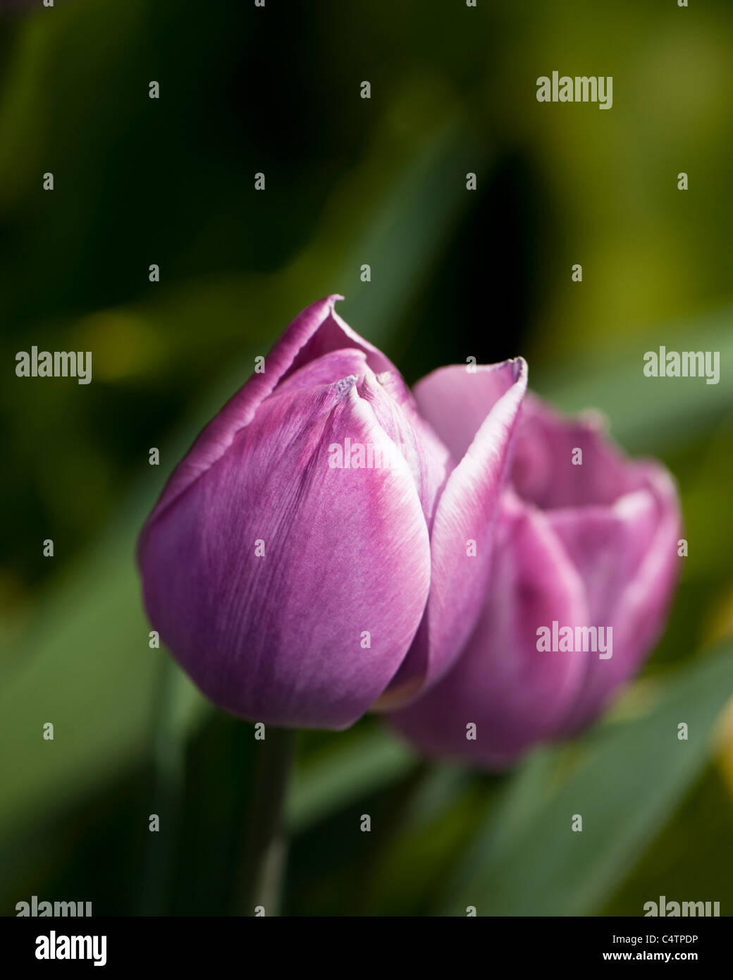 Tulipa ‘Dreaming Maid’, Triumph Tulips, in bloom Stock Photo