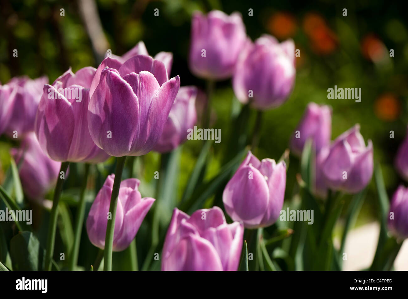 Tulipa ‘Dreaming Maid’, Triumph Tulips, in bloom Stock Photo